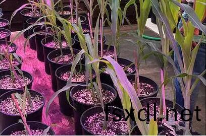 利(li)用LED培育(yu)的(de)玉米有何优势(shi)？美国农(nong)业部(bu)研(yan)究得(de)